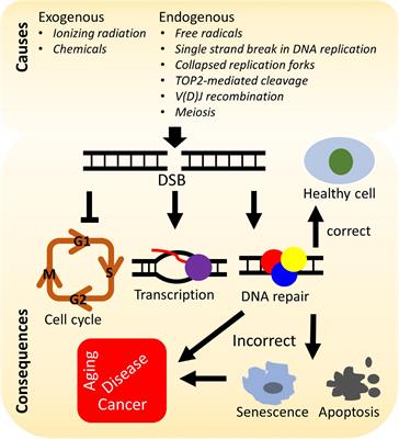 Human RecQ Helicases in DNA Double-Strand Break Repair